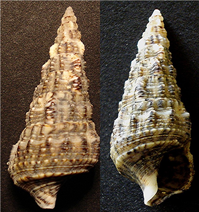 Cerithium vulgatum